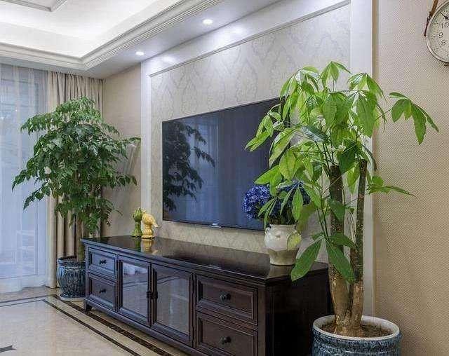 带刺植物不宜放置 带刺植物不宜放置