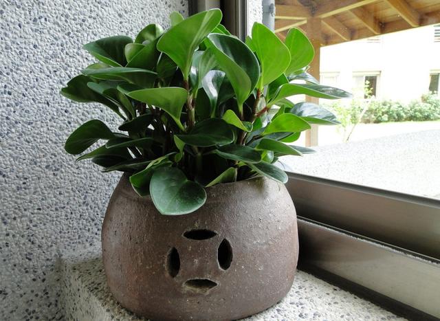 植物经常死亡一定与风水有关吗? 植物经常死亡一定与风水有关吗?