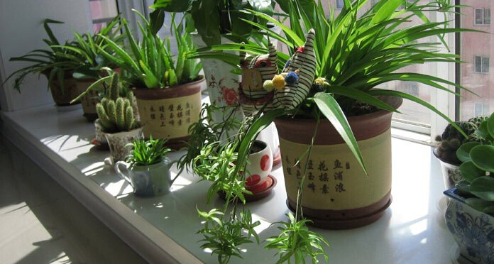 住宅风水之家里植物多有什么影响