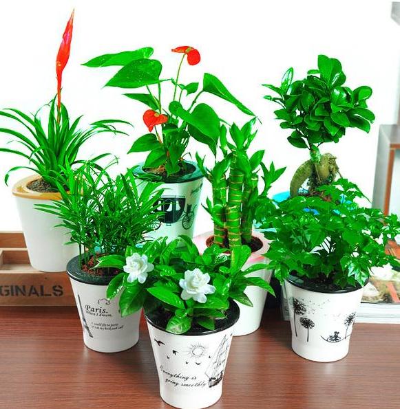 住宅风水之家里植物多有什么影响