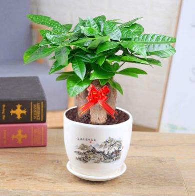 家里放什么花花草草最旺财? 家里放什么花花草草最旺财?