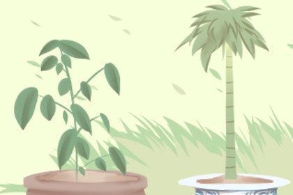 十大阳台招财植物摆件 十大阳台招财植物摆件
