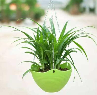 哪些植物适合摆放在厕所? 哪些植物适合摆放在厕所?