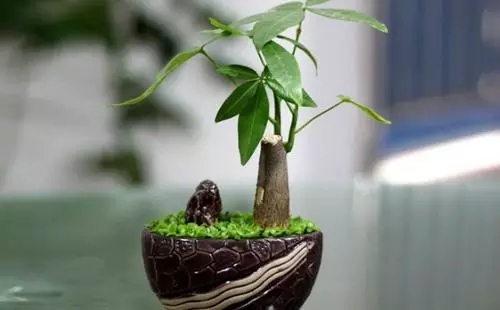 家居风水之家里摆放哪些植物风水好 家居风水之家里摆放哪些植物风水好