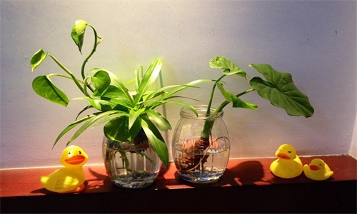 2022最新植物风水摆放讲究 2022最新植物风水摆放讲究