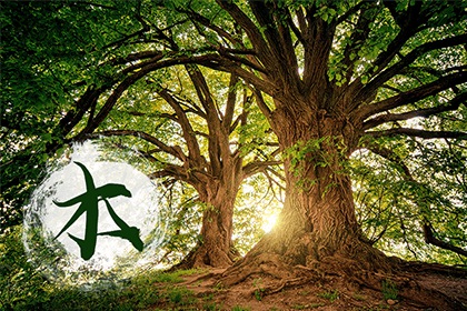 杨柳木命什么意思 杨柳木命什么意思