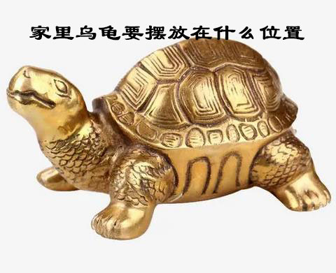家里乌龟要摆放在什么位置