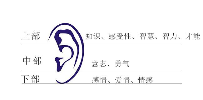 耳朵的上部结构运势 耳朵的上部结构运势