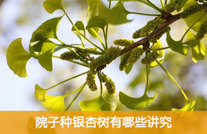院子种银杏树有哪些讲究