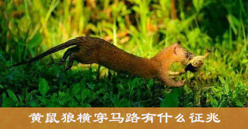 黄鼠狼横穿马路有什么征兆