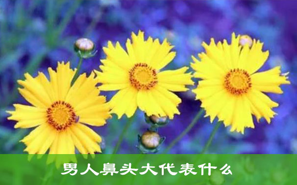 鼻子大的男人说明什么