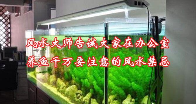 风水大师告诫大家在办公室养鱼千万要注意的风水禁忌 风水大师告诫大家在办公室养鱼千万要注意的风水禁忌