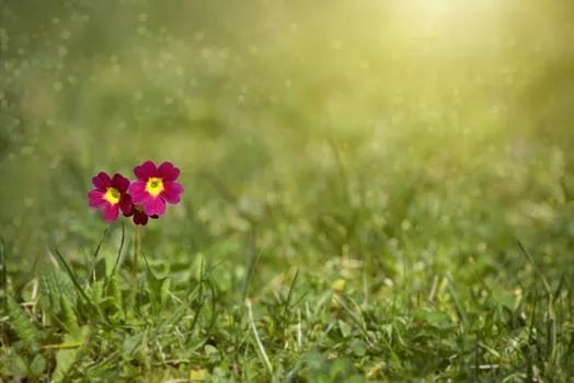 2023年桃花运不好的生肖分析 2023年桃花运不好的生肖分析