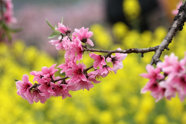 桃花煞怎么化解?如何更好的挽救感情危机? 桃花煞怎么化解?如何更好的挽救感情危机?