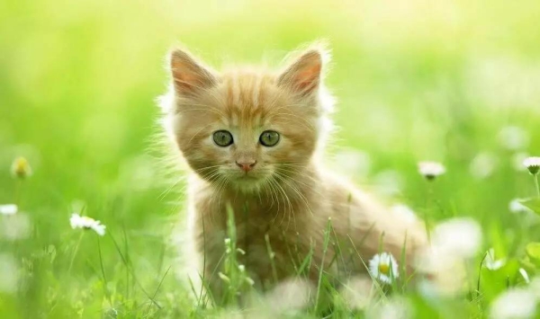 什么样的人适合养猫呢? 什么样的人适合养猫呢?