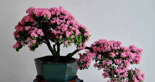 风水大师教你在家养植物的知识 风水大师教你在家养植物的知识