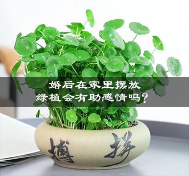 婚后在家里摆放绿植会有助感情吗? 婚后在家里摆放绿植会有助感情吗?