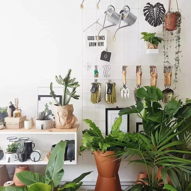 家里养植物需要注意哪些呢? 家里养植物需要注意哪些呢?