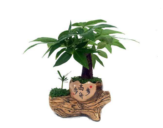 绿植对婚后夫妻影响和摆放