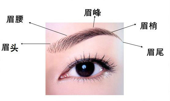 算命大师分析眉毛看婚姻事业和财运