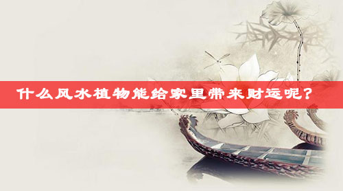 什么风水植物能给家里带来财运呢?