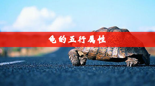 龟的五行属性