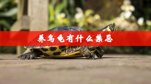 养乌龟有什么禁忌