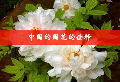 中国的国花的诠释