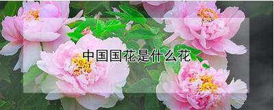 中国的国花的诠释