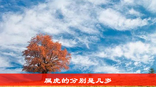 属虎的分别是几岁