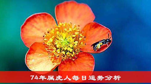 74年属虎人每日运势分析