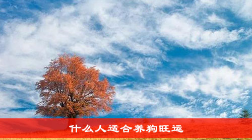 什么人适合养狗旺运
