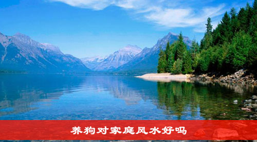 养狗对家庭风水好吗