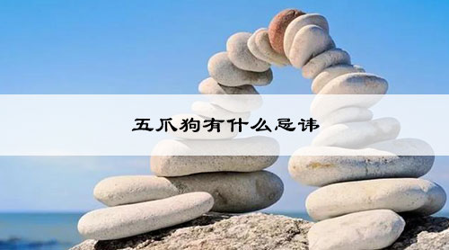 五爪狗有什么忌讳