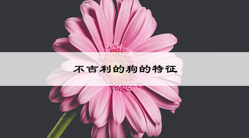 不吉利的狗的特征