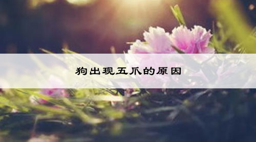 狗出现五爪的原因
