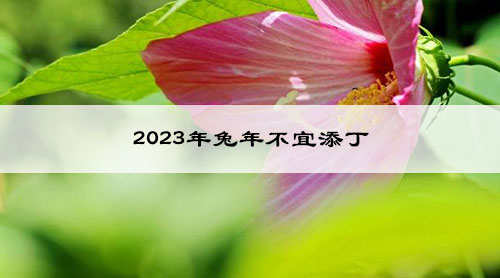 2023年兔年不宜添丁
