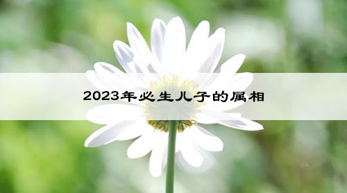2023年必生儿子的属相