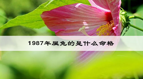 1987年属兔的是什么命格