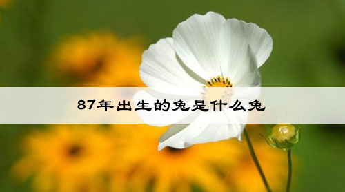 87年出生的兔是什么兔