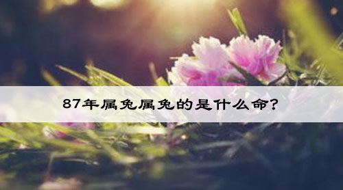 87年属兔属兔的是什么命?