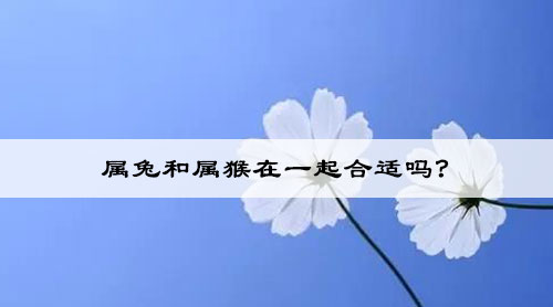 属兔和属猴在一起合适吗?