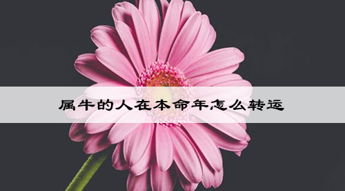属牛的人在本命年怎么转运
