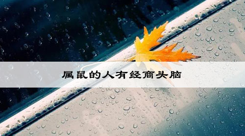 属鼠的人有经商头脑