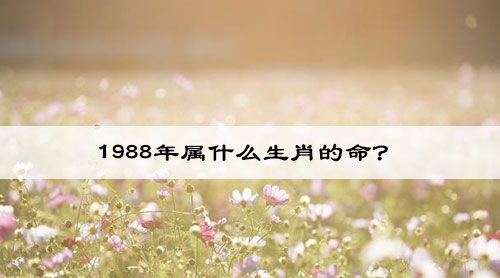 1988年属什么生肖的命?1988年人和1995的合适吗?