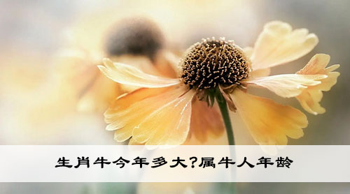  生肖牛今年多大?属牛人年龄