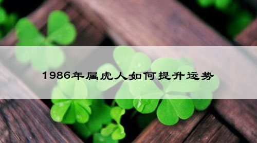 1986年属虎人如何提升运势