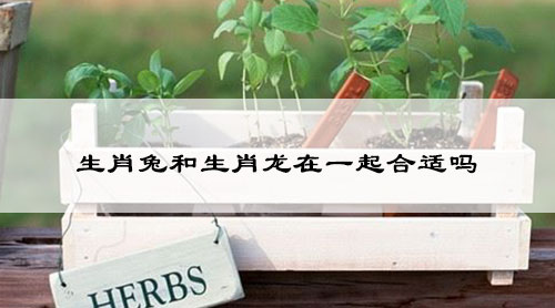 生肖兔和生肖龙在一起合适吗
