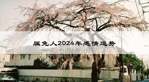 属兔人2024年感情运势