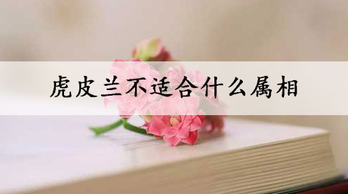 虎皮兰不适合什么属相
